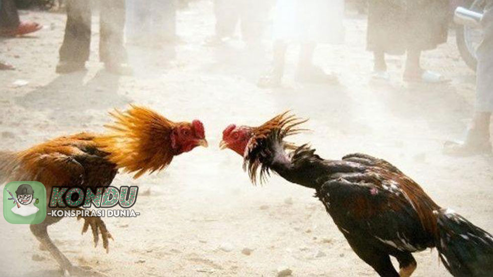 Sabung Ayam Online yang di Nikmati Kalangan Orang Tua Saat Ini