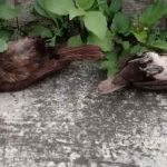 Burung Rontok Massal Konspirasi Jejak Kimia Jadi Sorotan Netizen