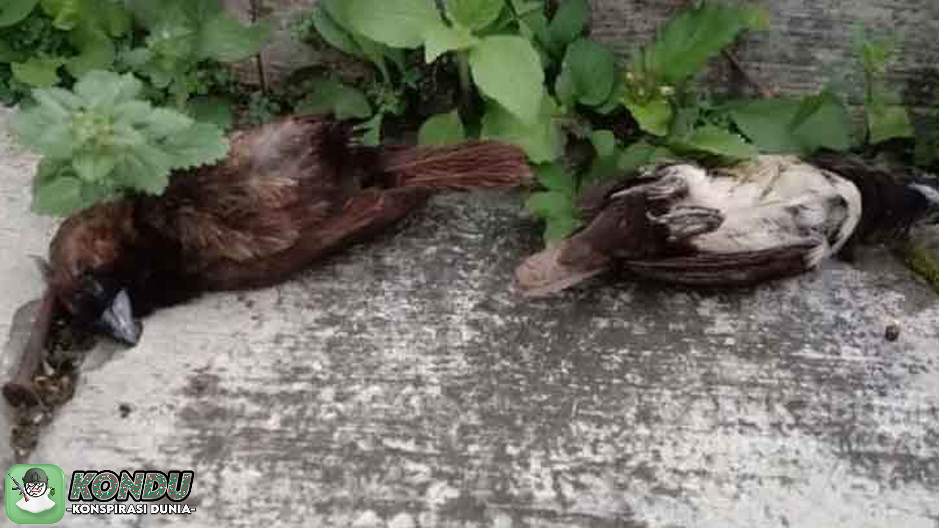 Burung Rontok Massal Konspirasi Jejak Kimia Jadi Sorotan Netizen