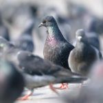 Burung Mata-Mata: Mengungkap Teori Konspirasi Global Aneh