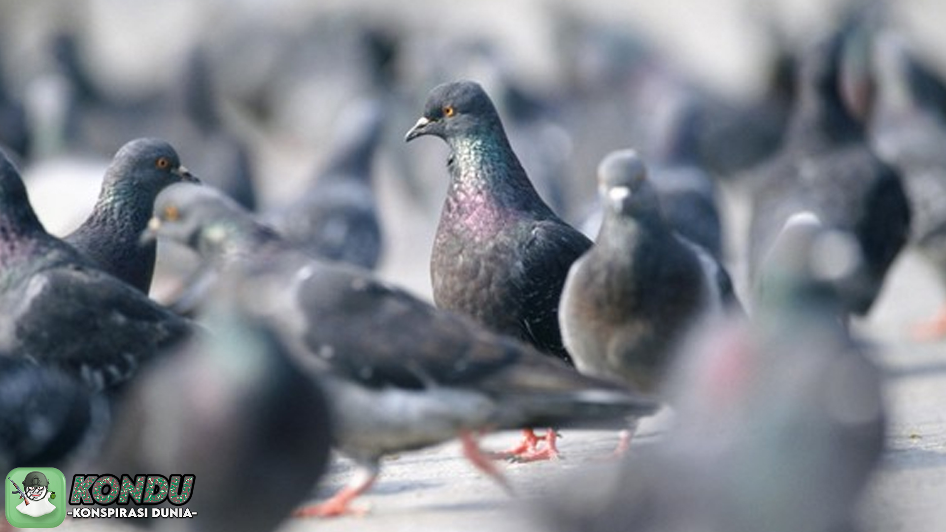 Burung Mata-Mata: Mengungkap Teori Konspirasi Global Aneh