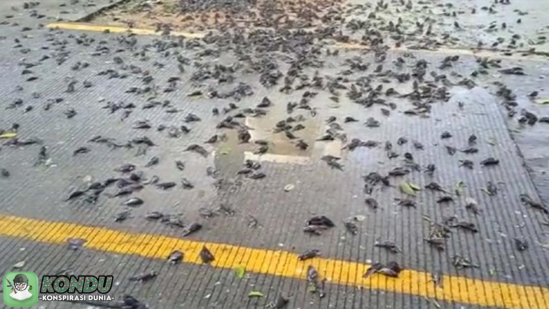 Burung Rontok Massal Konspirasi Jejak Kimia Jadi Sorotan Netizen
