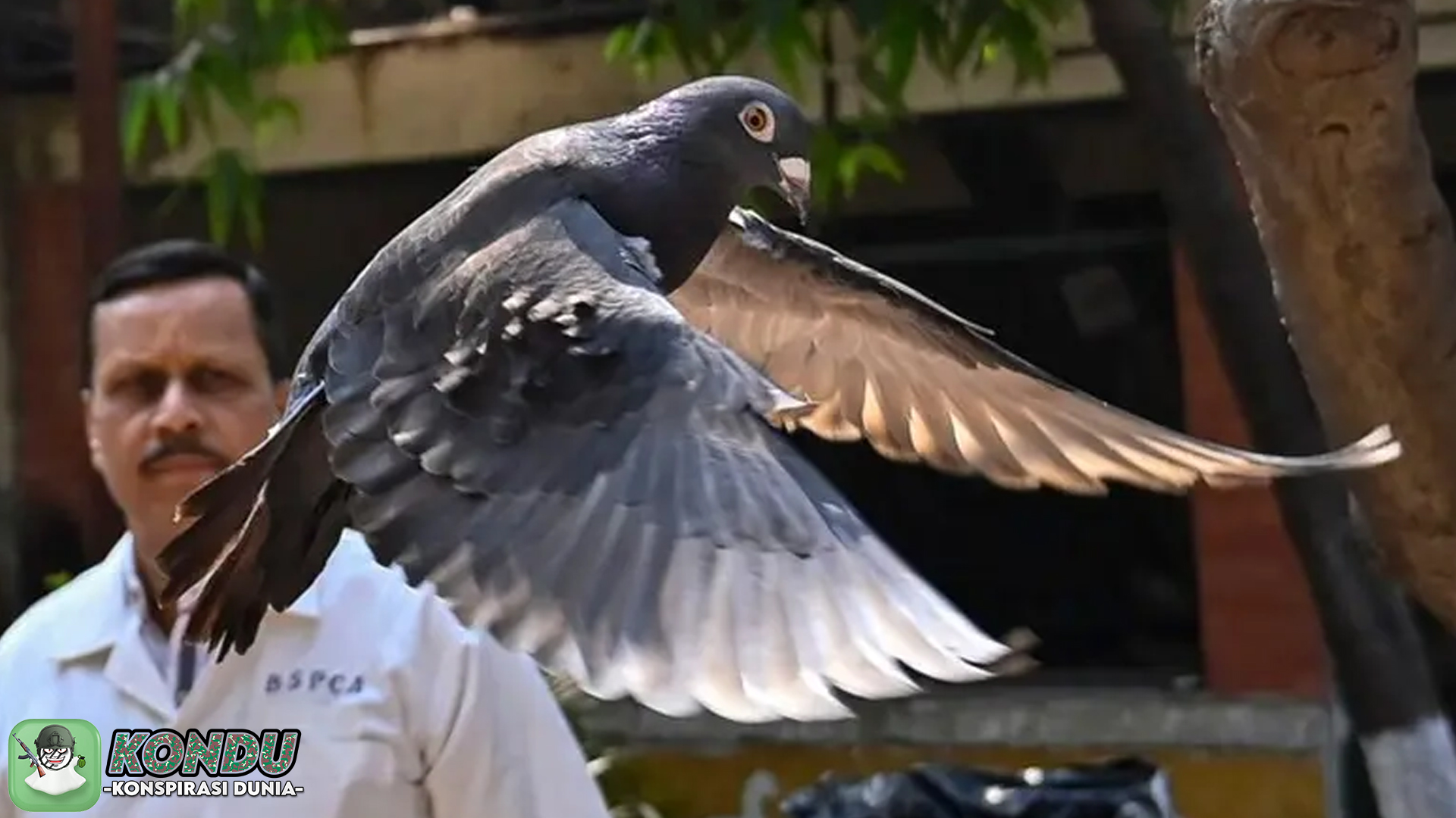 Burung Mata-Mata: Mengungkap Teori Konspirasi Global Aneh
