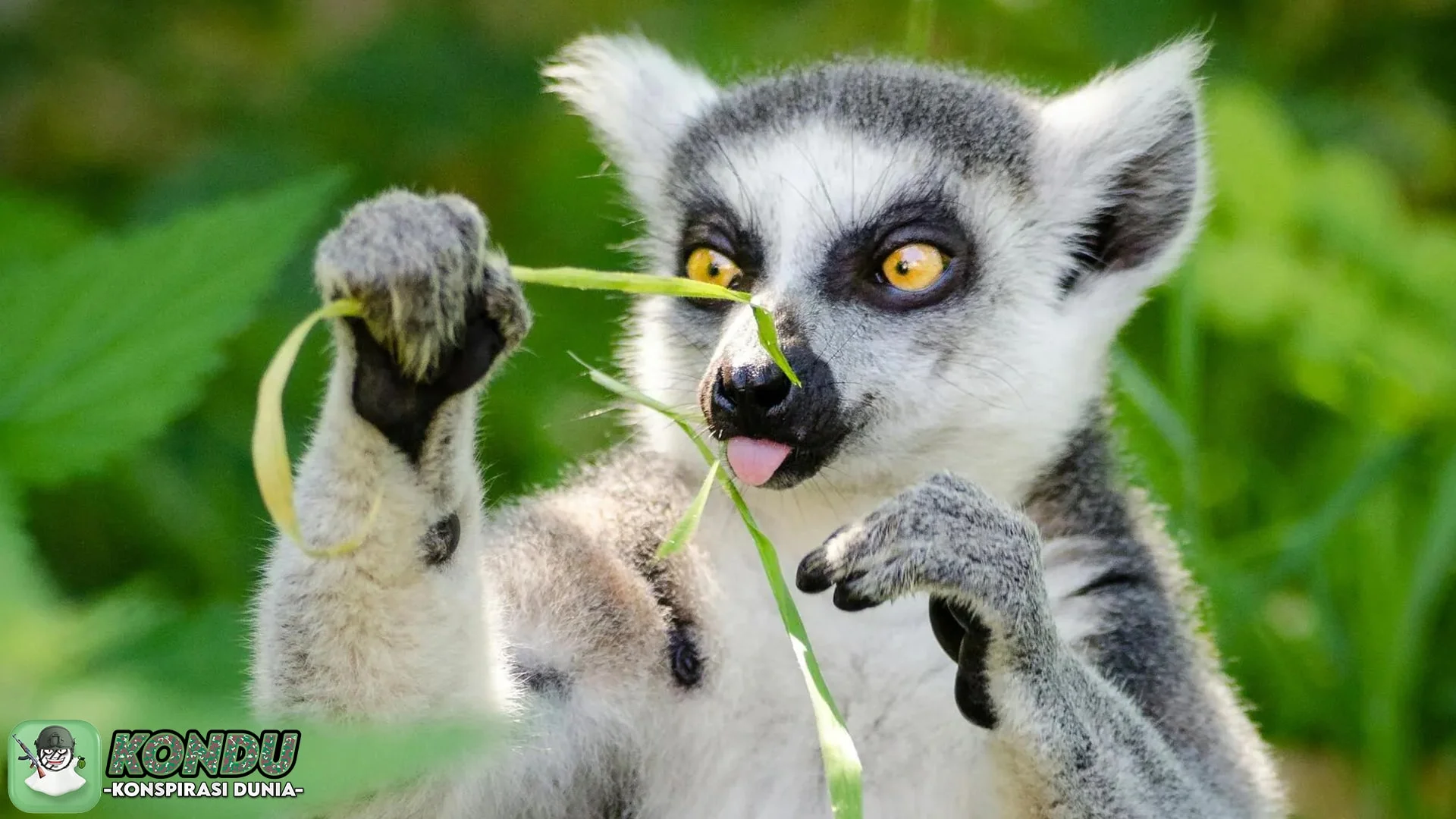 5 Kejutan tentang Konspirasi Hangat yang Dilakukan Lemur