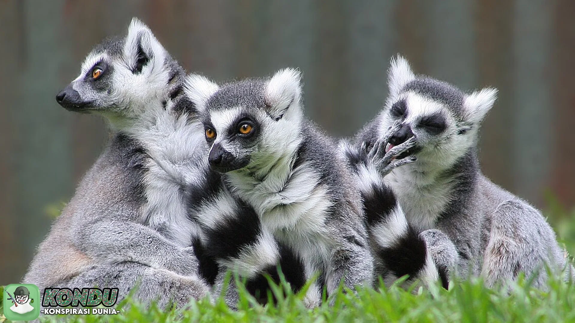 5 Kejutan tentang Konspirasi Hangat yang Dilakukan Lemur