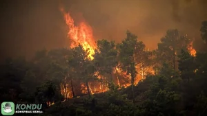 Kebakaran Hutan di Yunani: 5 Konspirasi Mengubah Perspektif