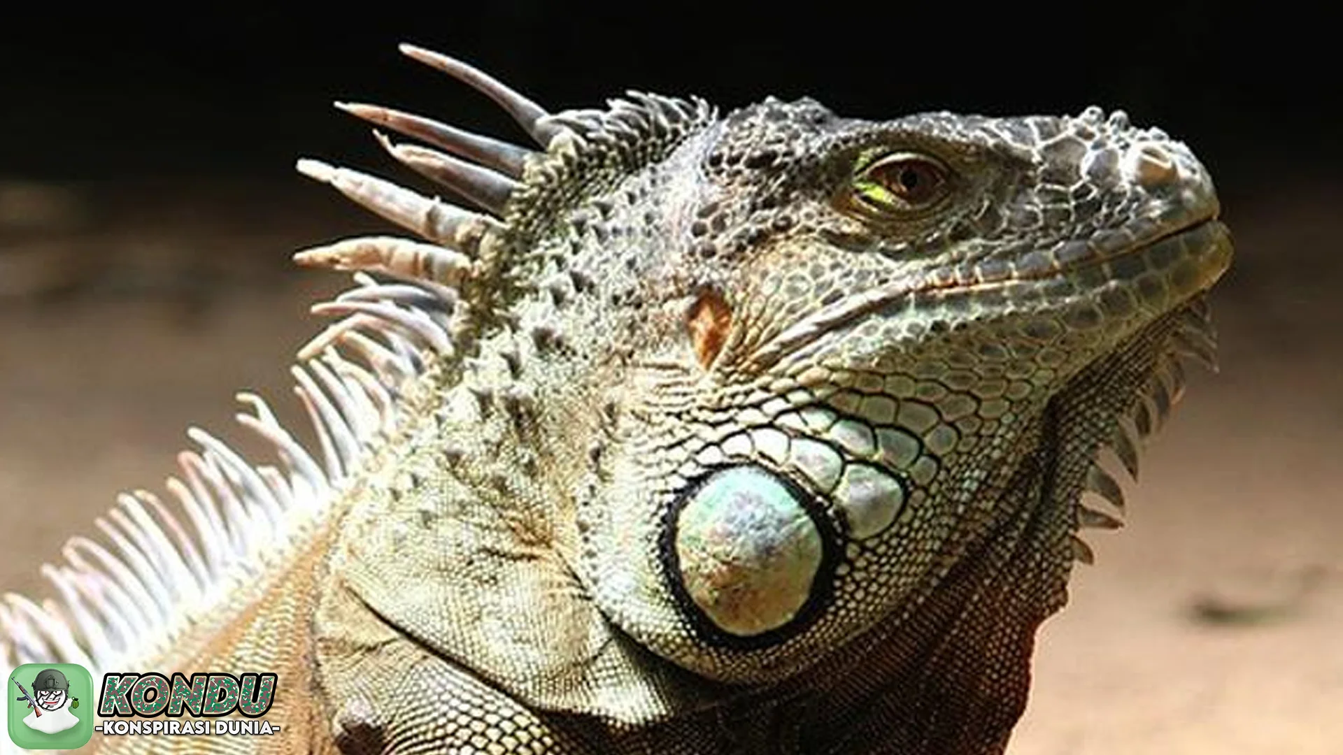 Rahasia Terungkap! 4 Bukti Konspirasi Reptil Kaum Elit yang Mengejutkan