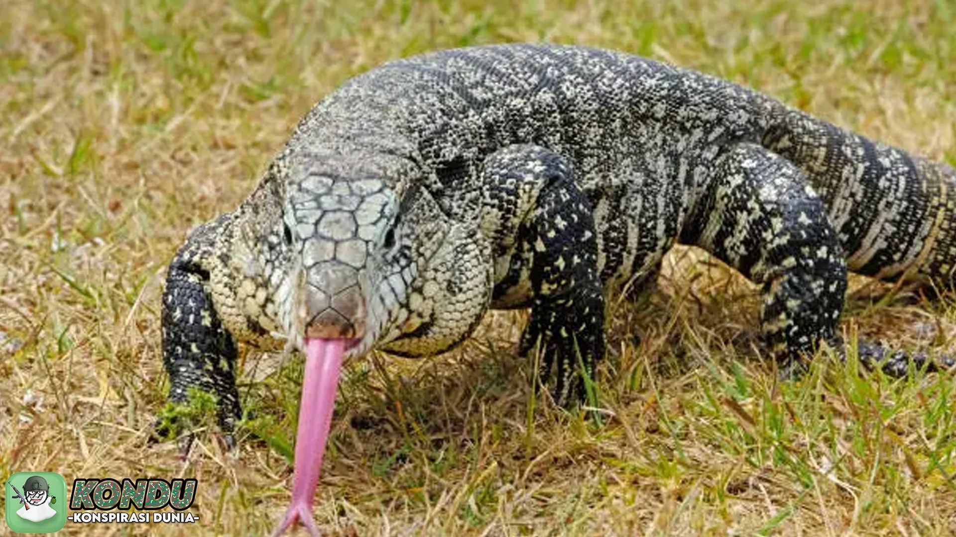 Konspirasi Gila Manusia Kadal, Koneksi dengan 5 Peristiwa Besar Sejarah